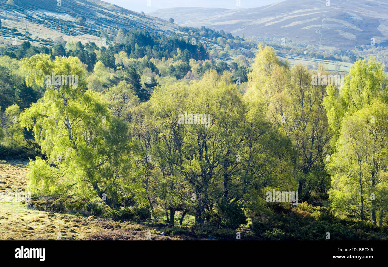 Argento Betulla Betula pendula, bosco, in Glen Gairn nei Cairngorms in primavera. Foto Stock