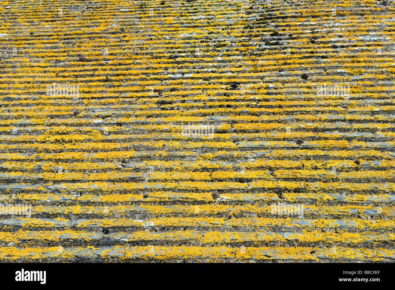 Alghe di colore giallo su tegole del tetto Foto Stock