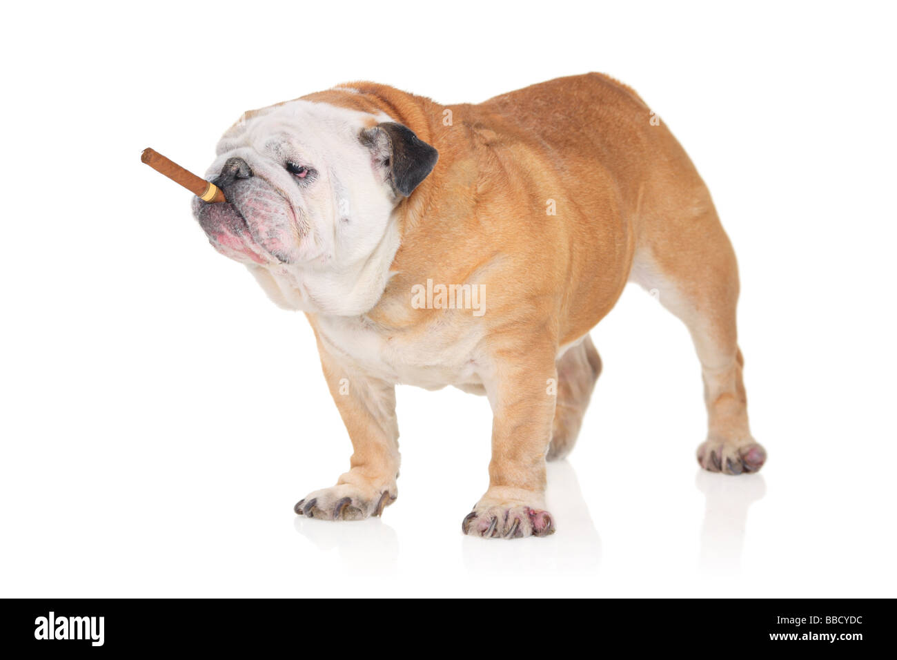 Bulldog con una sigaretta Foto Stock