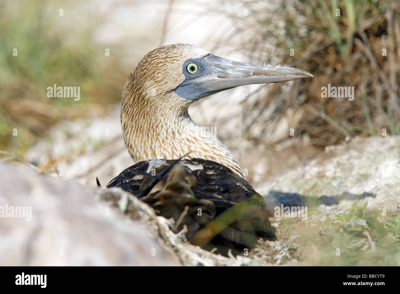 Blu-footed Booby Foto Stock