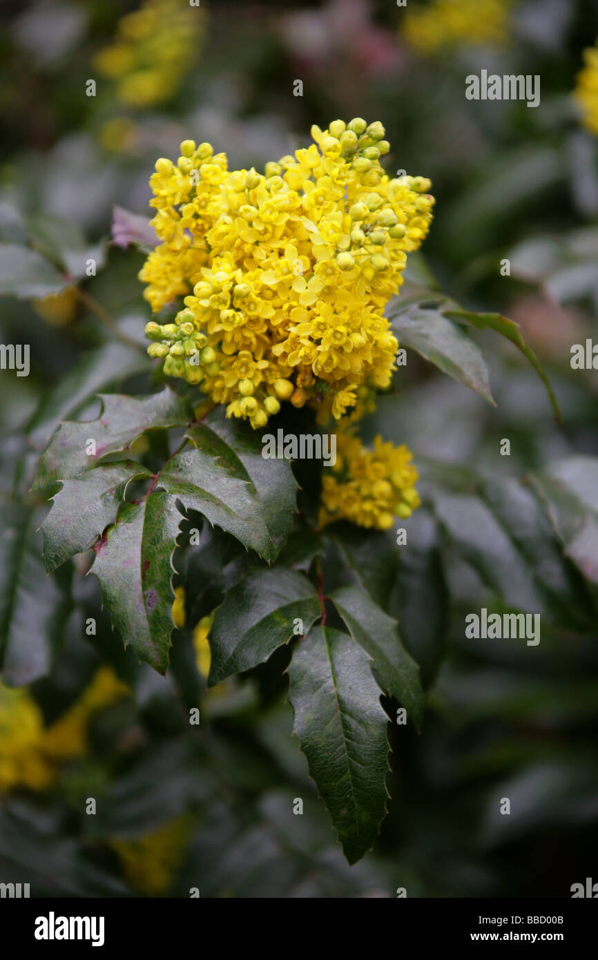 Oregon uva, Mahonia aquifolium, Berberidaceae Foto Stock