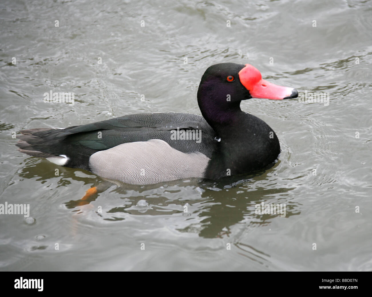 Rosy maschio fatturati Duck, Netta peposaca, anatidi Foto Stock