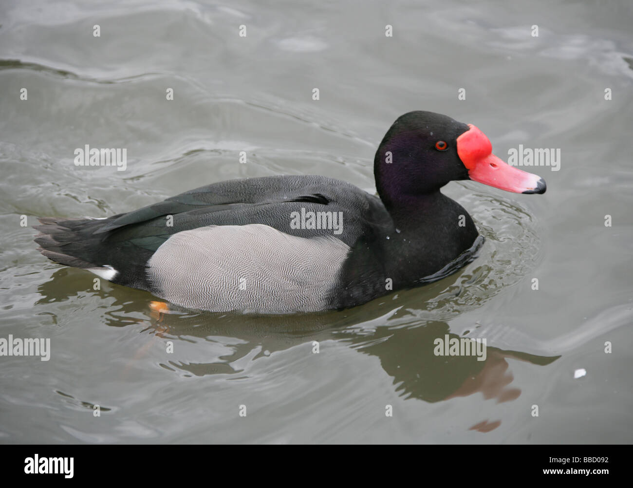 Rosy maschio fatturati Duck, Netta peposaca, anatidi Foto Stock