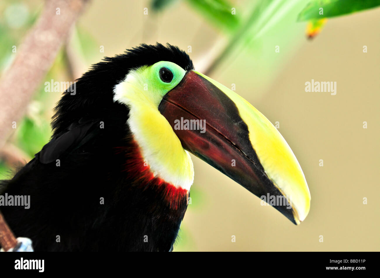 Chestnut mandibled toucan giallo e nero profilo di uccelli Foto Stock