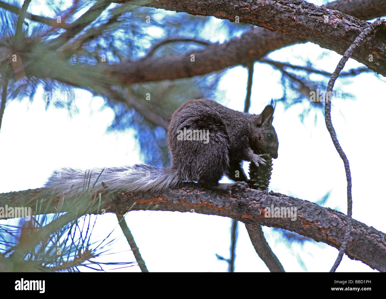 Rare scoiattolo kaibab Sciurus kaibabensis mangia la pigna North Rim Grand Canyon National Park Arizona USA Foto Stock