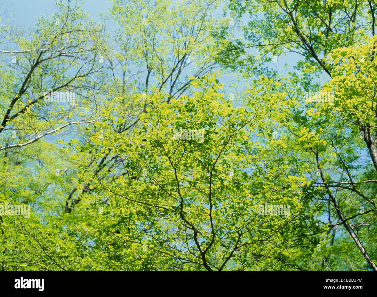 Foglie verdi Foto Stock