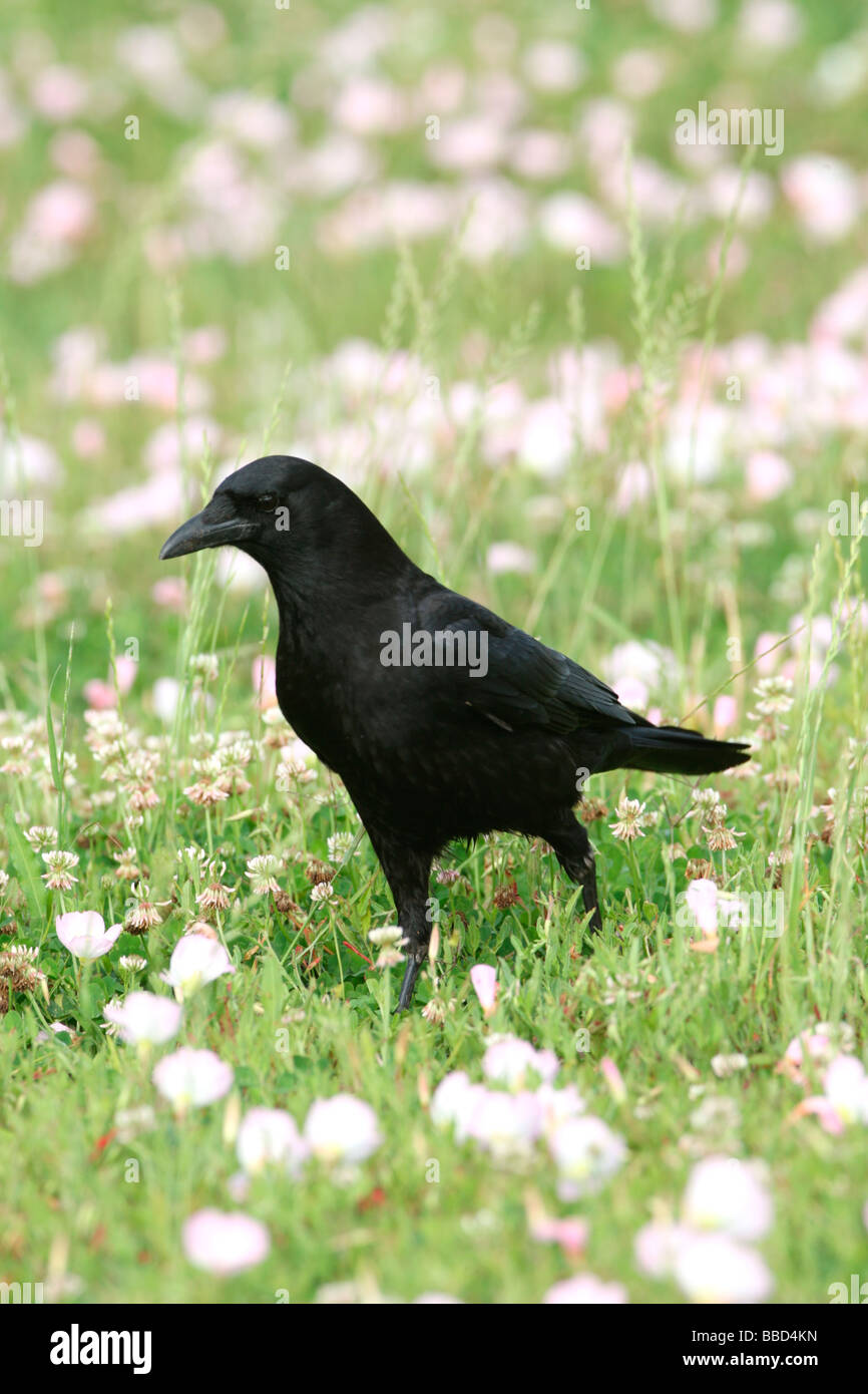 American Crow - Verticale Foto Stock