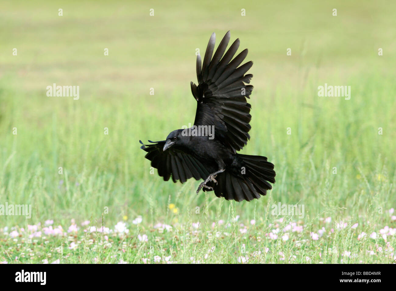 American Crow in volo Foto Stock