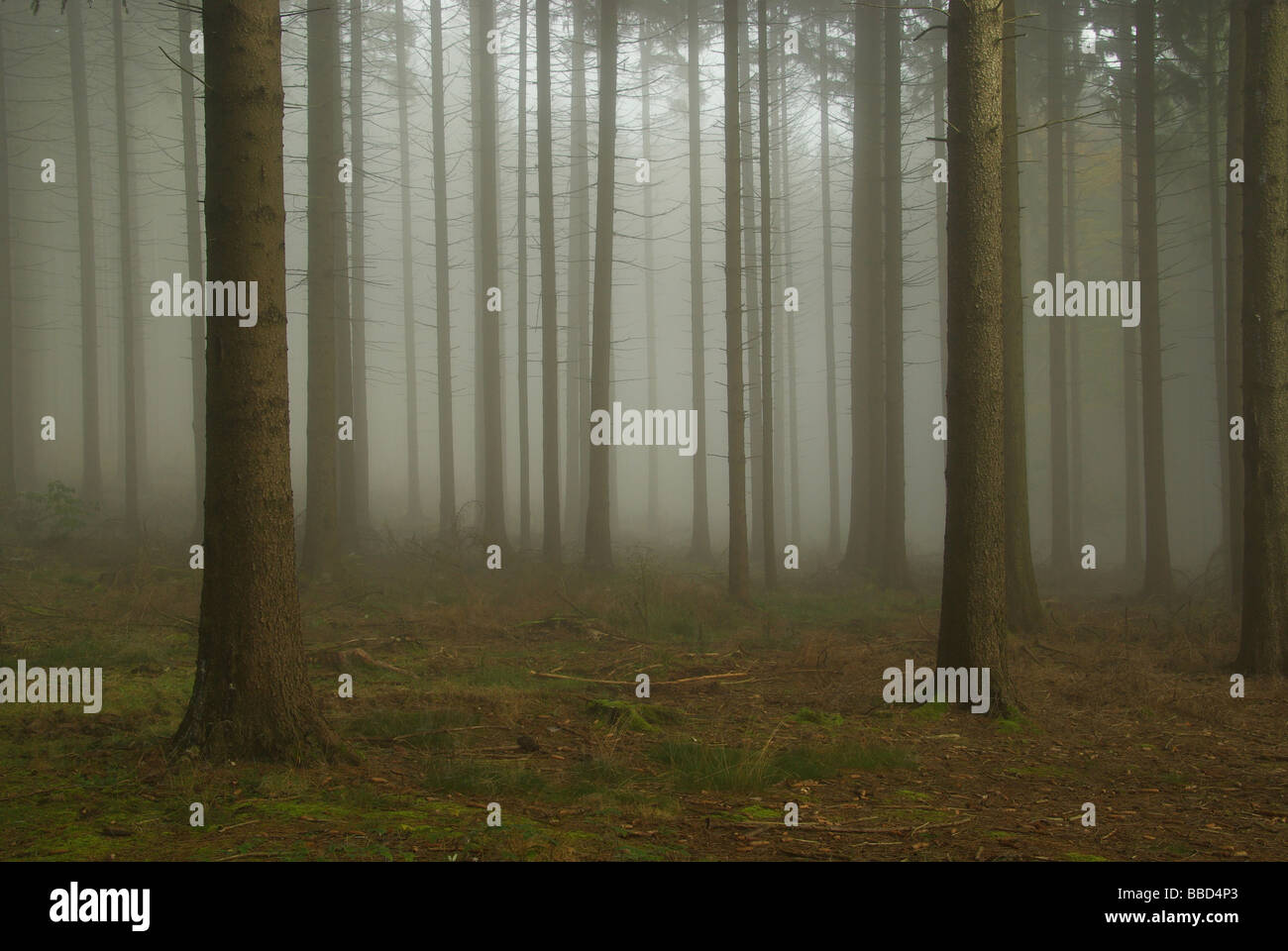 Im Wald Nebel foresta nella nebbia 08 Foto Stock
