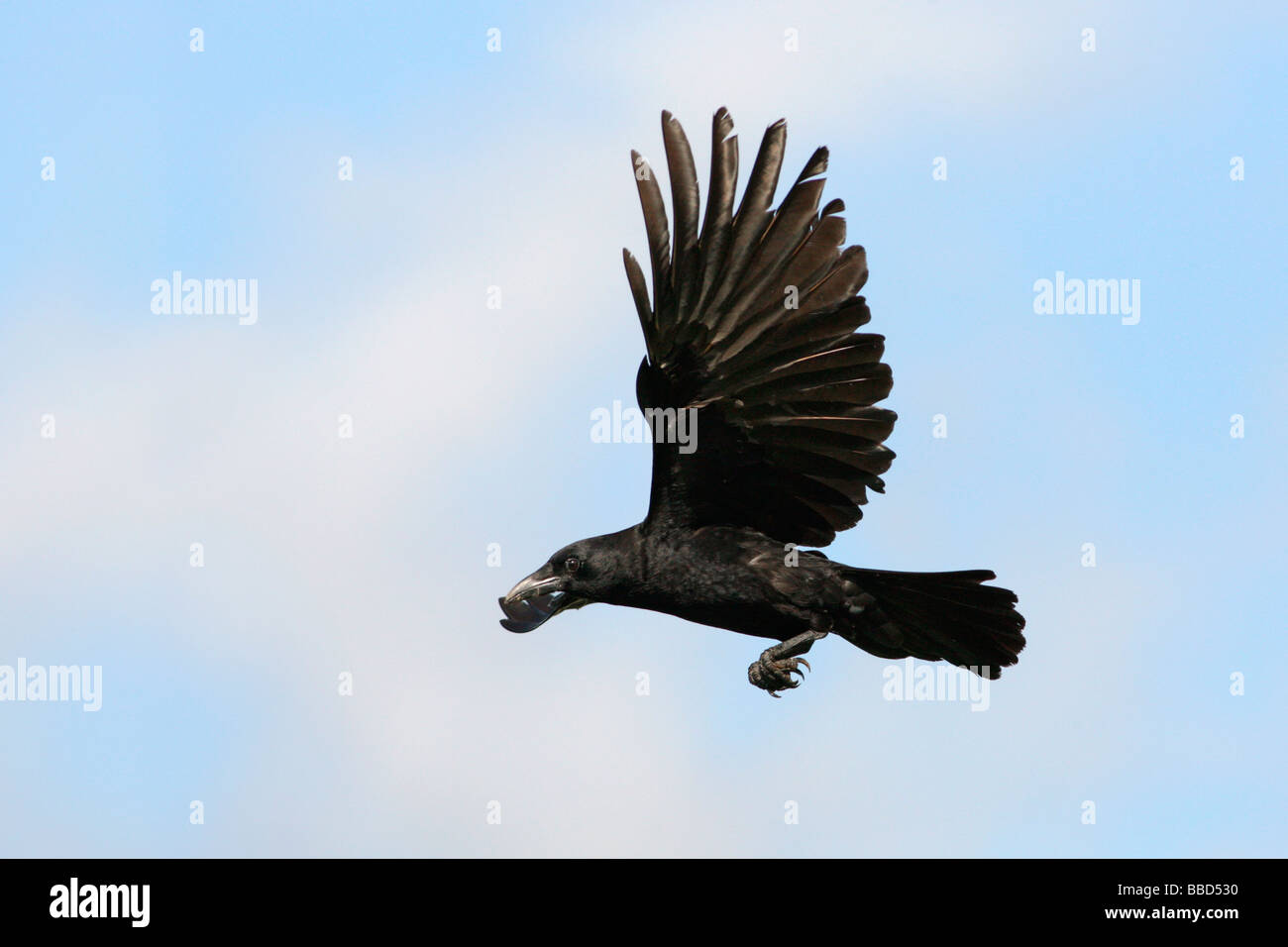 American Crow in volo Foto Stock