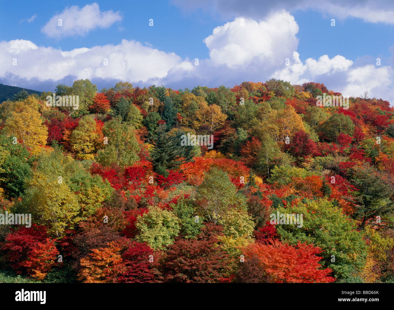 Foresta con foglie di autunno Foto Stock