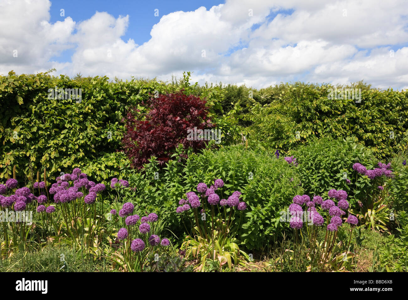 Inizio estate confine con Alliums e carpino hedge Kent Foto Stock