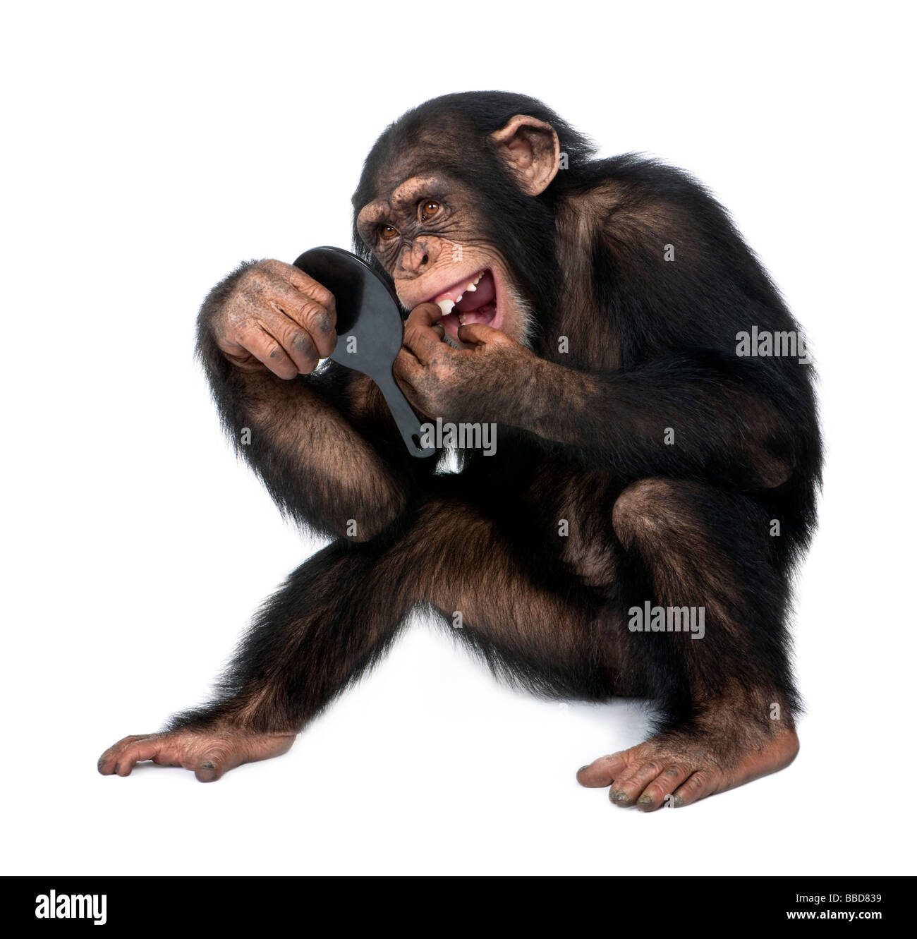 I giovani di uno scimpanzé guardando i suoi denti in uno specchio di fronte a uno sfondo bianco Foto Stock