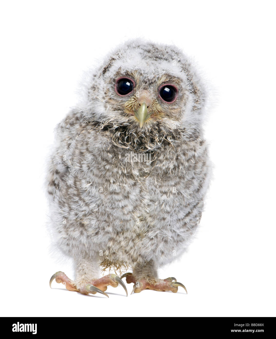 Vista frontale di un owlet guardando la telecamera Athene noctua 4 settimane di fronte a uno sfondo bianco Foto Stock