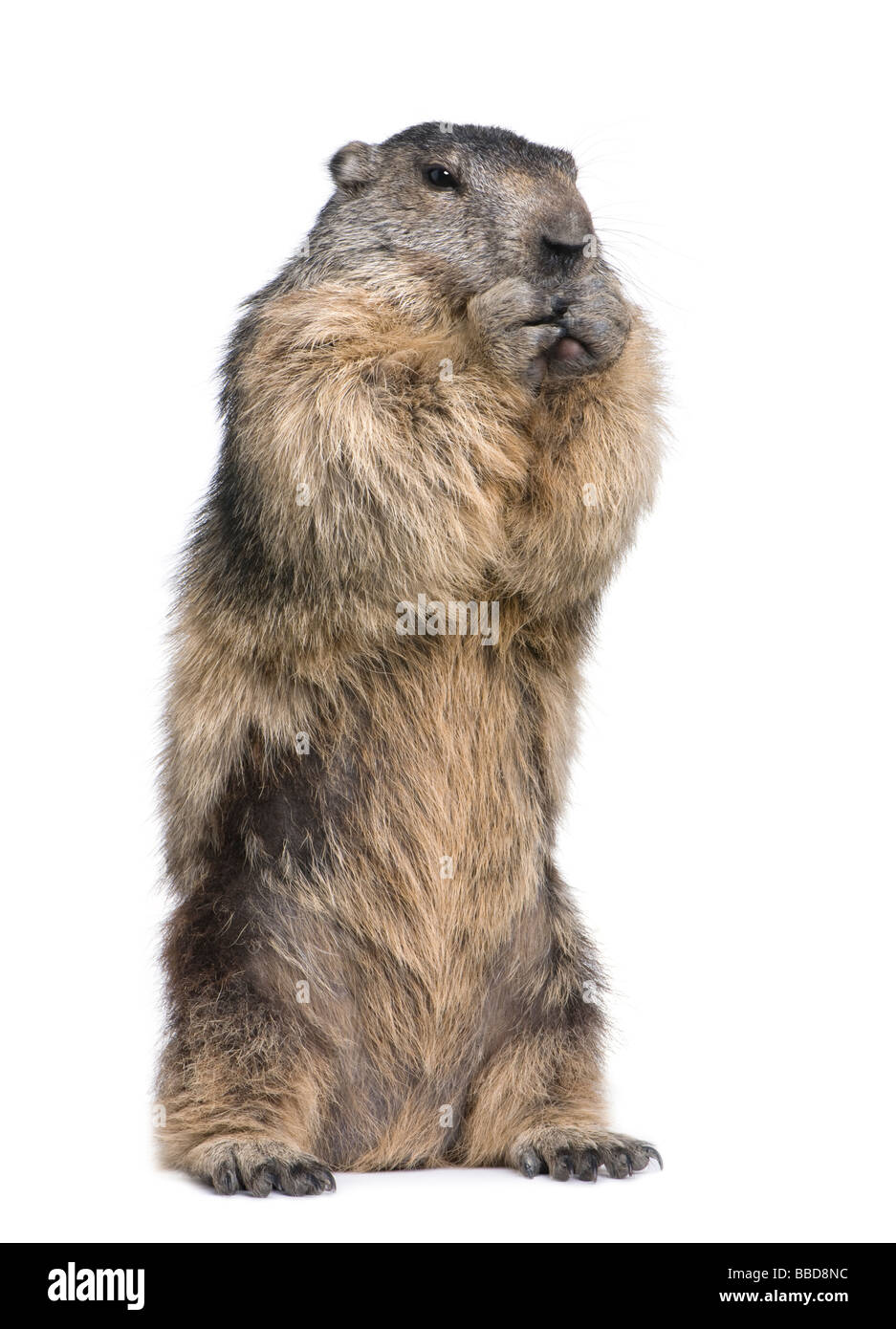 La marmotta alpina Marmota marmota 4 anni davanti a uno sfondo bianco Foto Stock