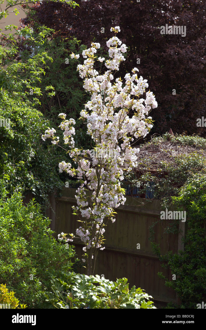 Fioritura ornamentali cherry Prunus 'Amanogawa' Foto Stock