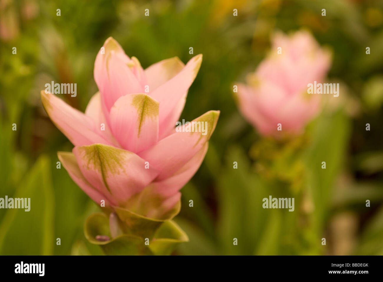 Tulipani Siam Curcuma alismatifolia, Zingiberaceae Foto Stock