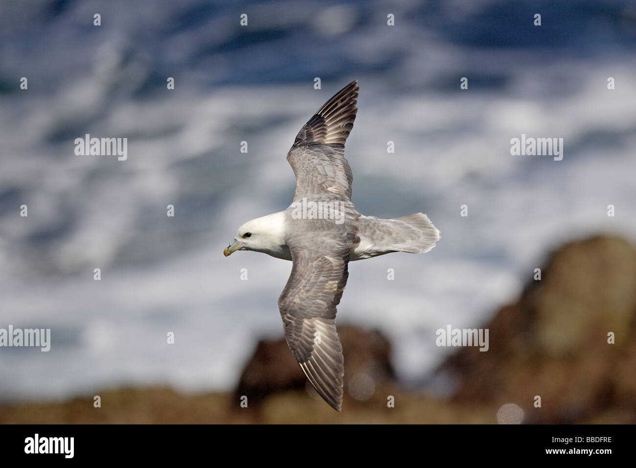 Northern Fulmar in volo Foto Stock