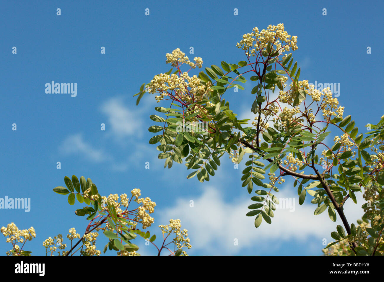 Fiore di Sorbus hupehensis "pagoda rosa" Foto Stock