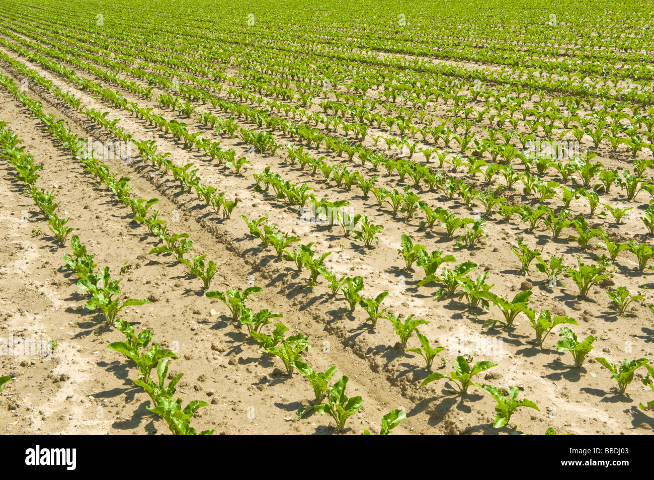 Barbabietola da zucchero Barbabietole da zucchero fila prolifico fertile campo crop per ordinare in linea line imprenditore agricolo azienda crescere pianta crescente green pl Foto Stock