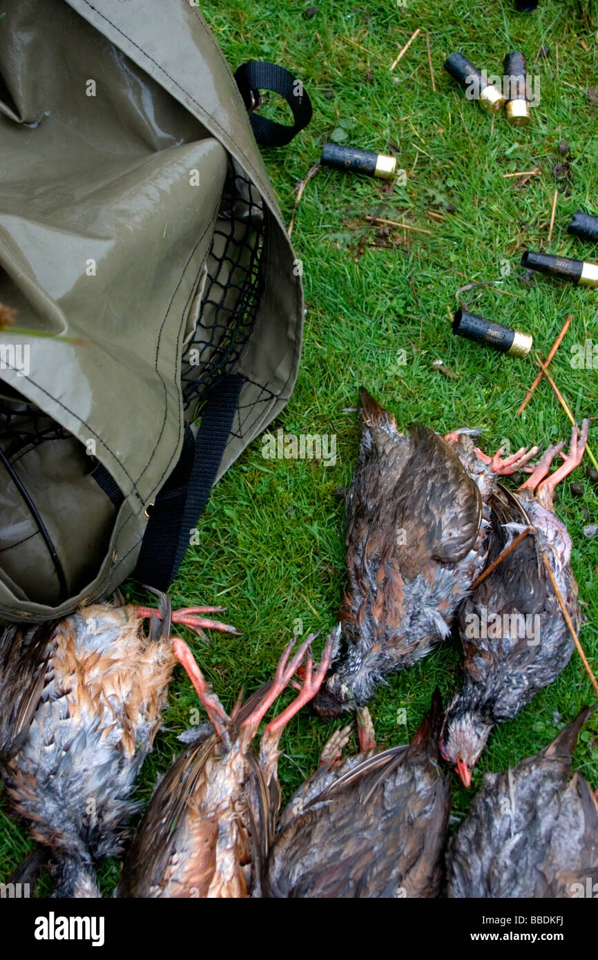 Dead Pernici con le cartucce vuote - durante una battuta di caccia sparare in campagna scozzese Foto Stock