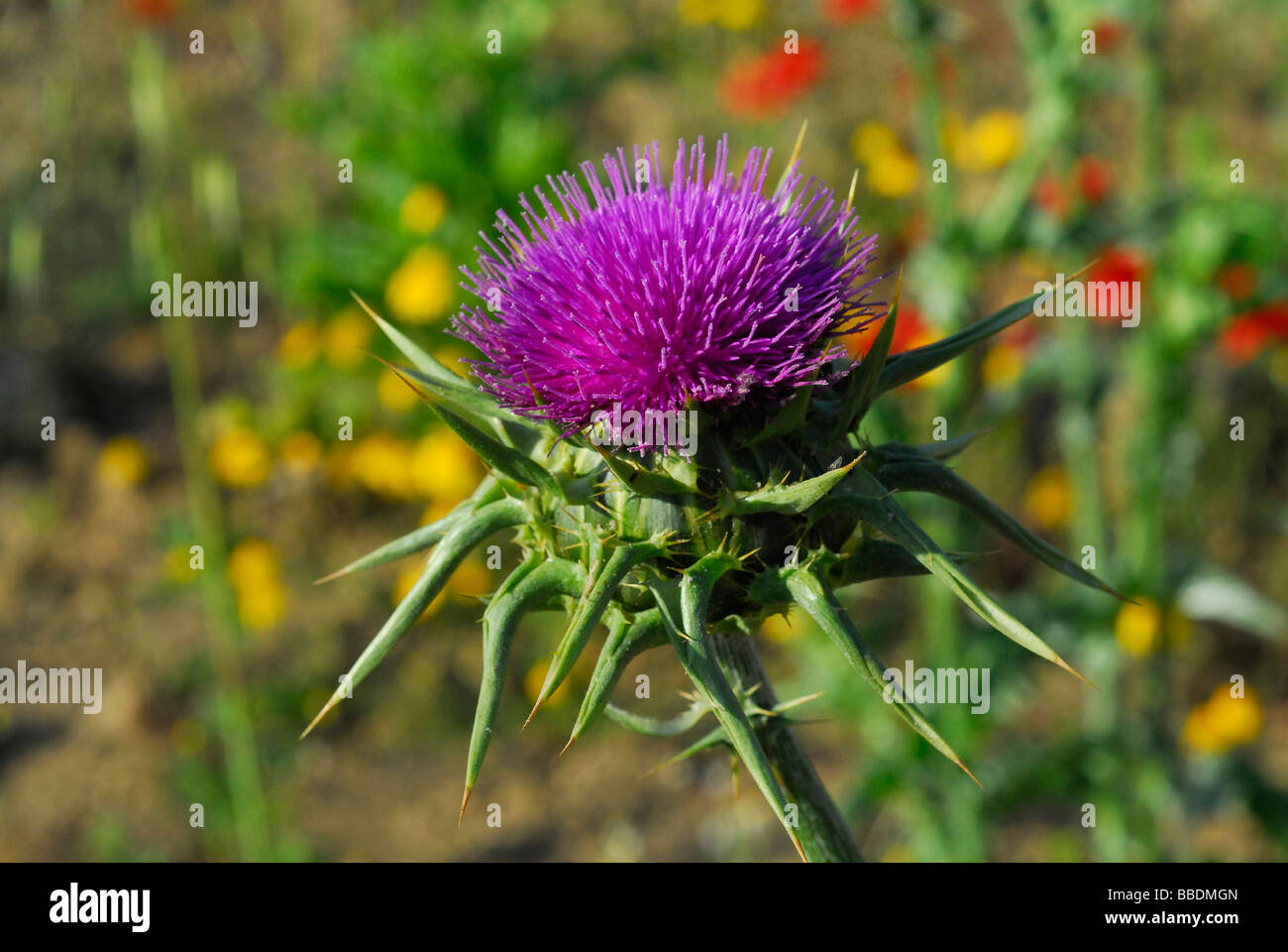 Mediterraneo " il latte Thistle' Silybum marianum, cardo, Compositae, Roma, lazio, Italy Foto Stock