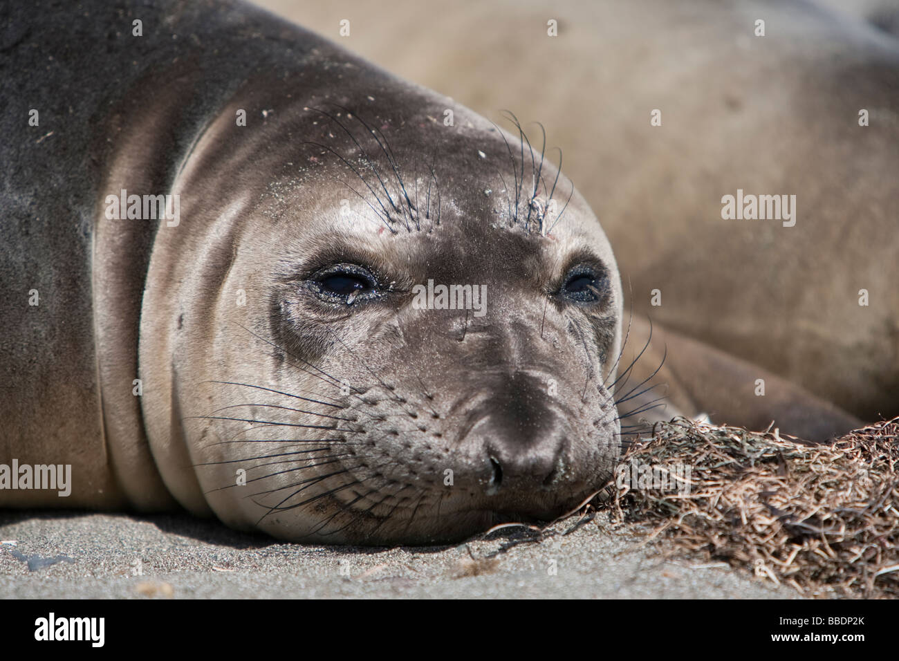 Nördlicher Seelefant Mirounga angustirostris settentrionale guarnizione di elefante pup in colonia Isla San Benitos Baja California Messico Foto Stock