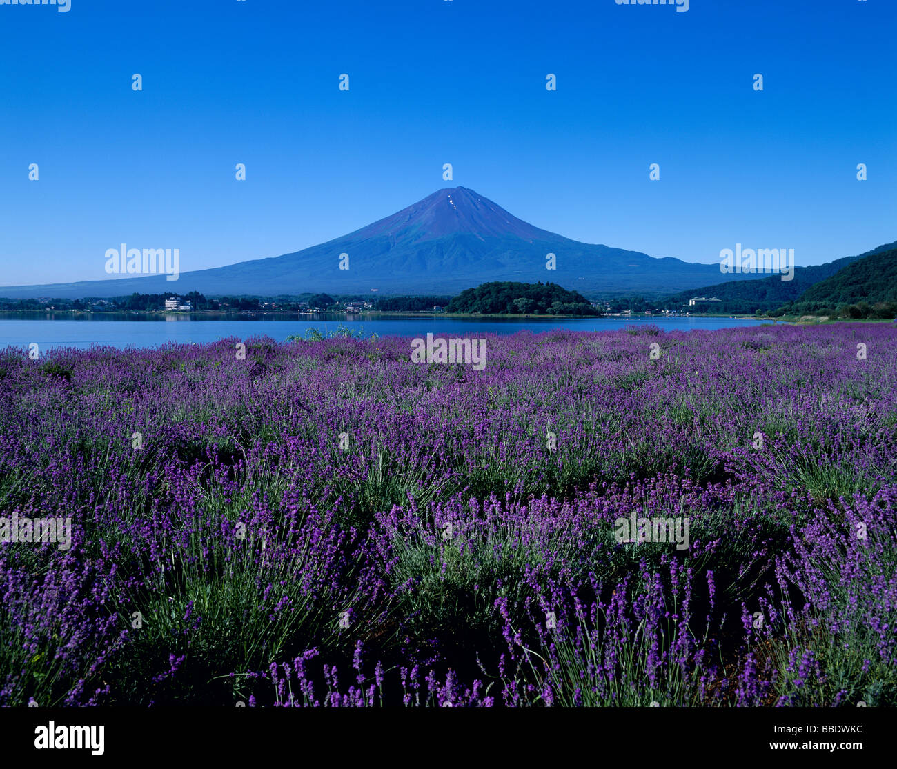 Mt.Fuji e lavanda Foto Stock