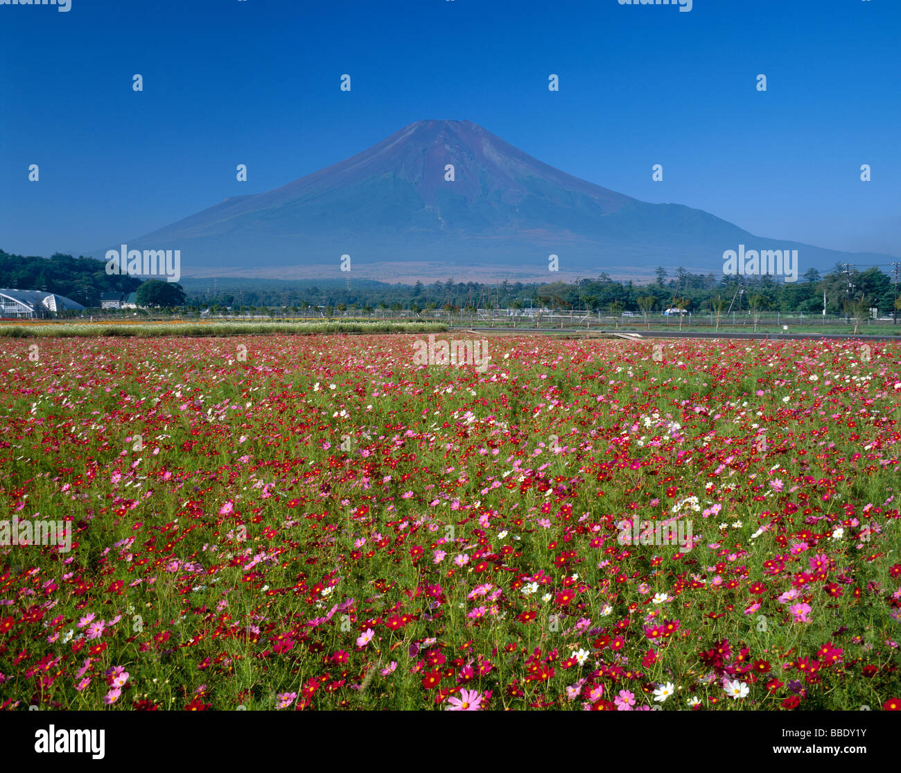 Mt.Fuji e Cosmo Foto Stock
