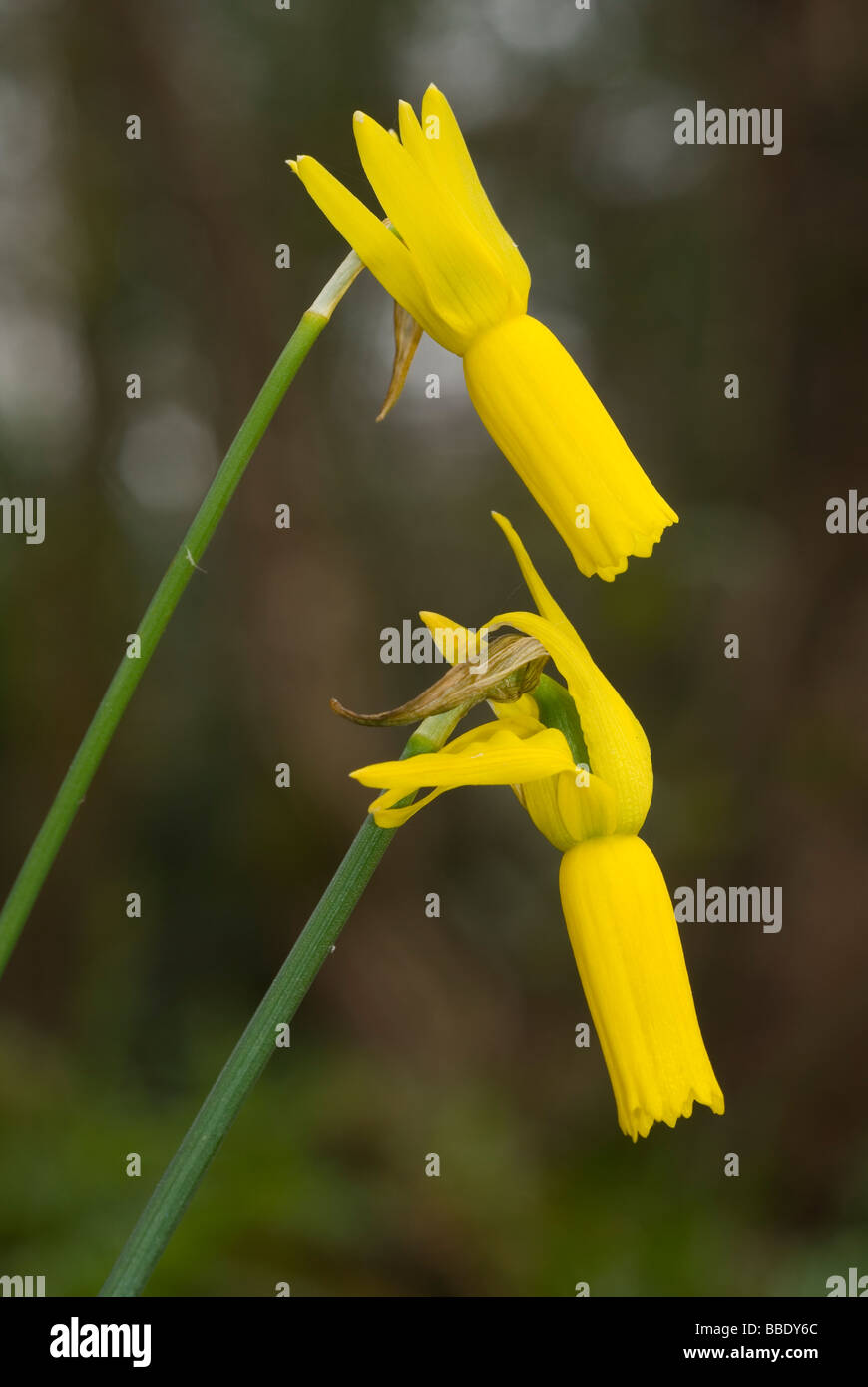 Ciclamino a fiore daffodil (Narcissus cyclamineus) Foto Stock