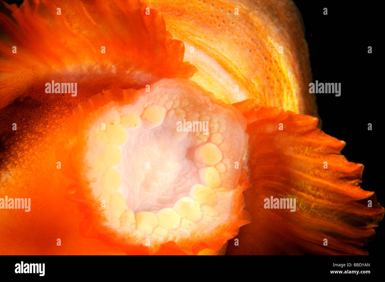 Pesce Lumpsucker, Cyclopterus lumpus, Ostsee, Rostock, Mar Baltico Germania Foto Stock
