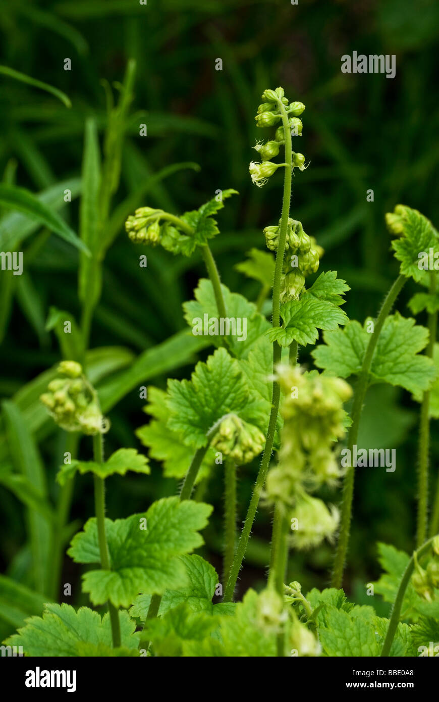 Tellima grandiflora. Perenne con bright foglie verdi e le guglie di greeny giallo piccoli fiori che l'età di rosa. Foto Stock