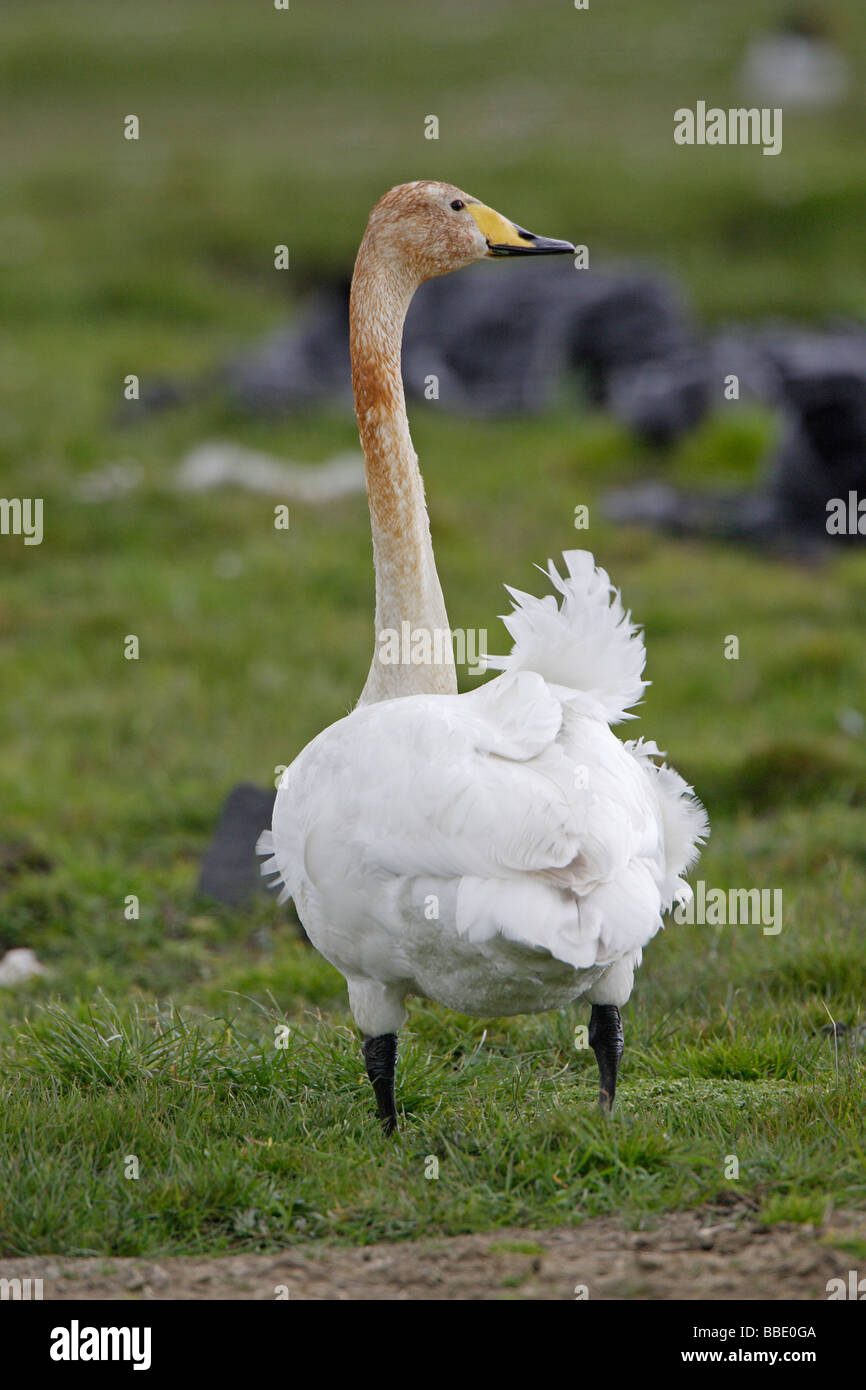 Cigno selvatico Foto Stock