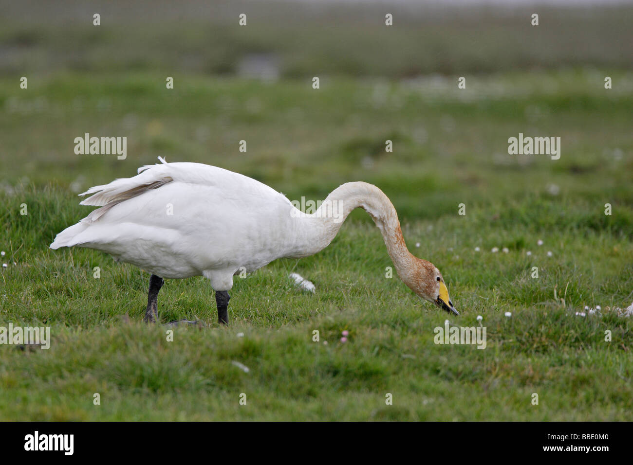 Cigno selvatico Foto Stock
