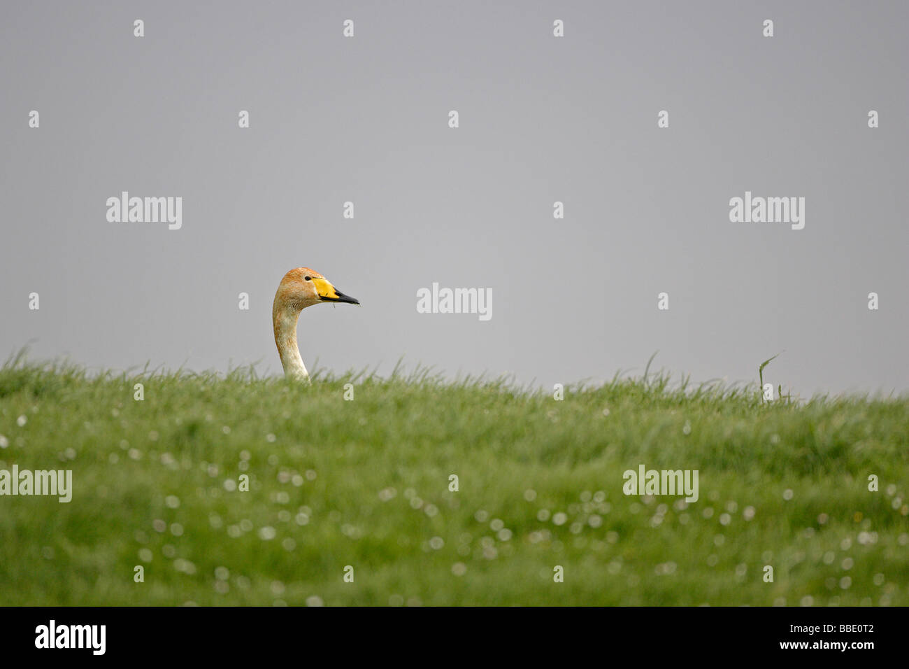 Cigno selvatico Foto Stock