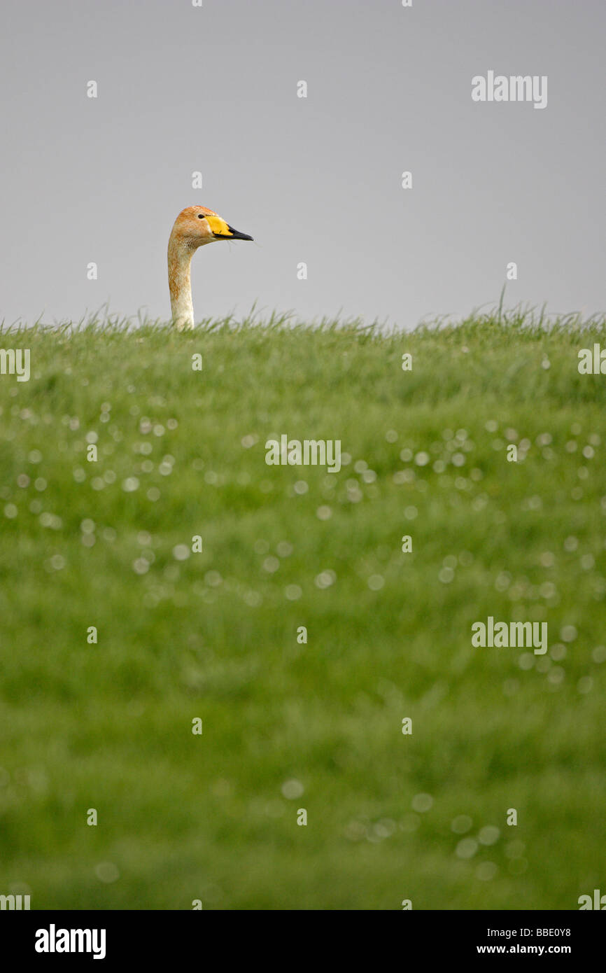Cigno selvatico Foto Stock