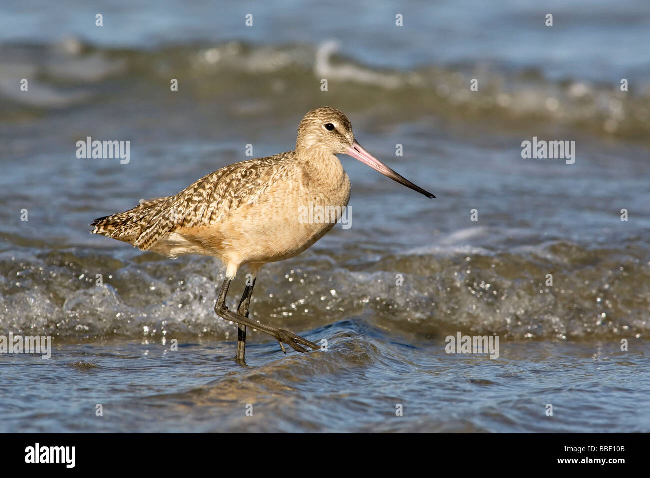 Limosa fedoa Foto Stock