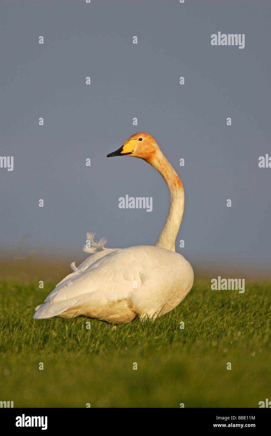 Cigno selvatico Foto Stock