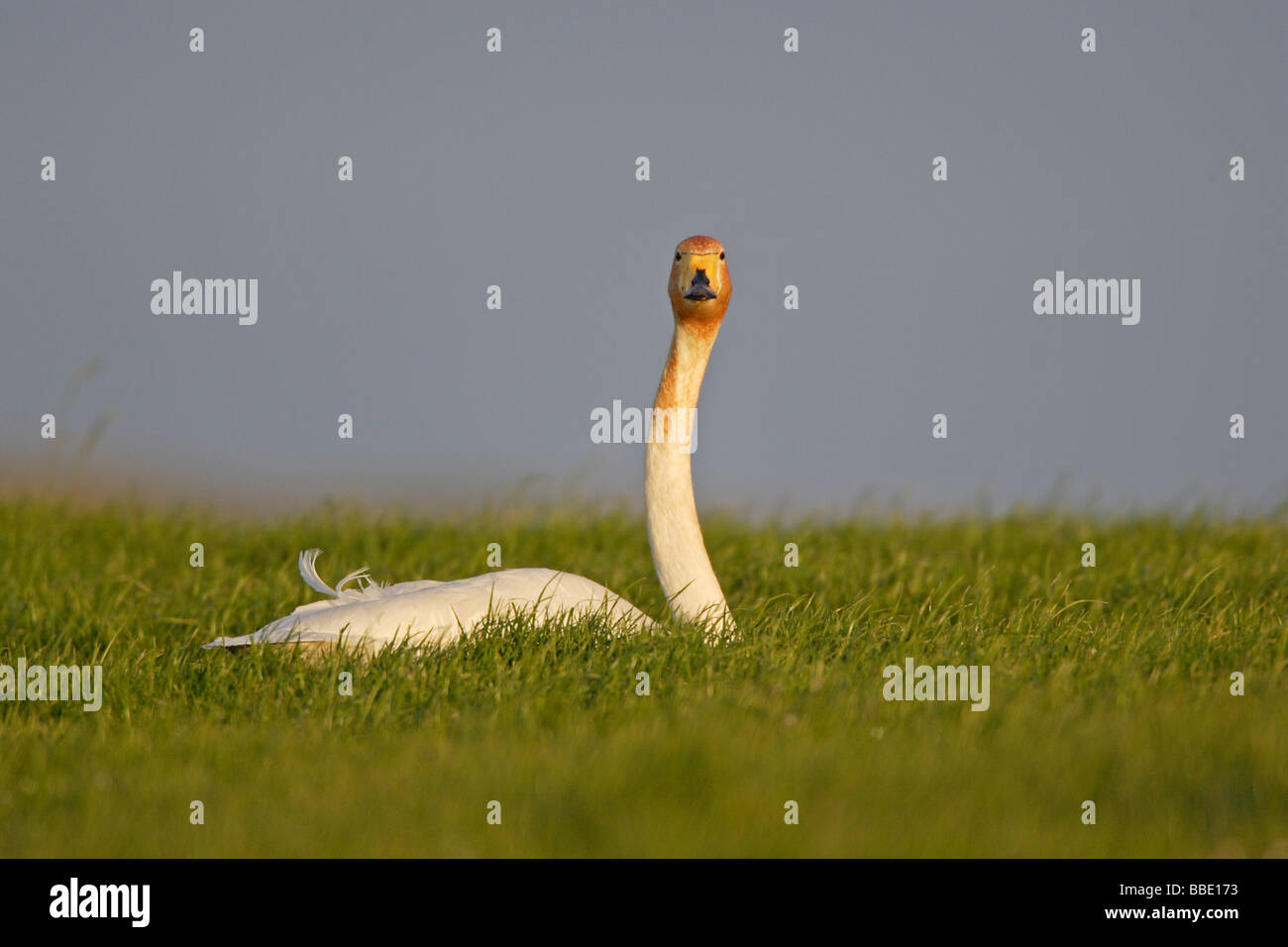 Cigno selvatico Foto Stock