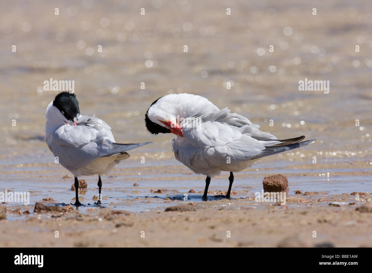 Coppia di Caspian Tern Hydroprogne caspia dormendo e preening sulla spiaggia di Sharm El Sheik, Nabq, Egitto. Foto Stock