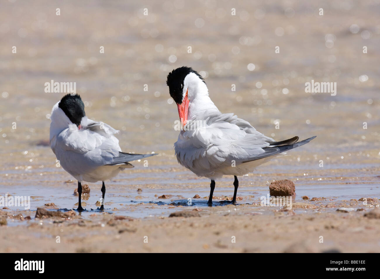 Coppia di Caspian Tern Hydroprogne caspia dormendo e preening sulla spiaggia di Sharm El Sheik, Nabq, Egitto. Foto Stock