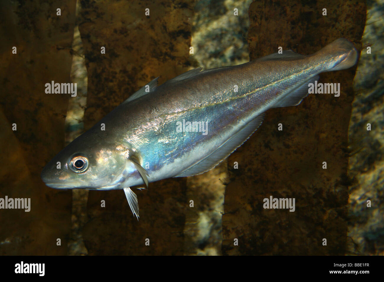 Poveri Cod Trisopterus minutus in mare Kelp Foto Stock