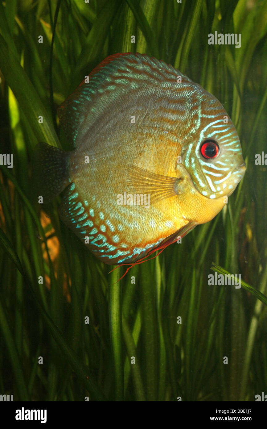 Turchese (a.k.a. Royal Blue) Discus Symphysodon aequifasciata haraldi preso per lo Zoo di Chester, England, Regno Unito Foto Stock