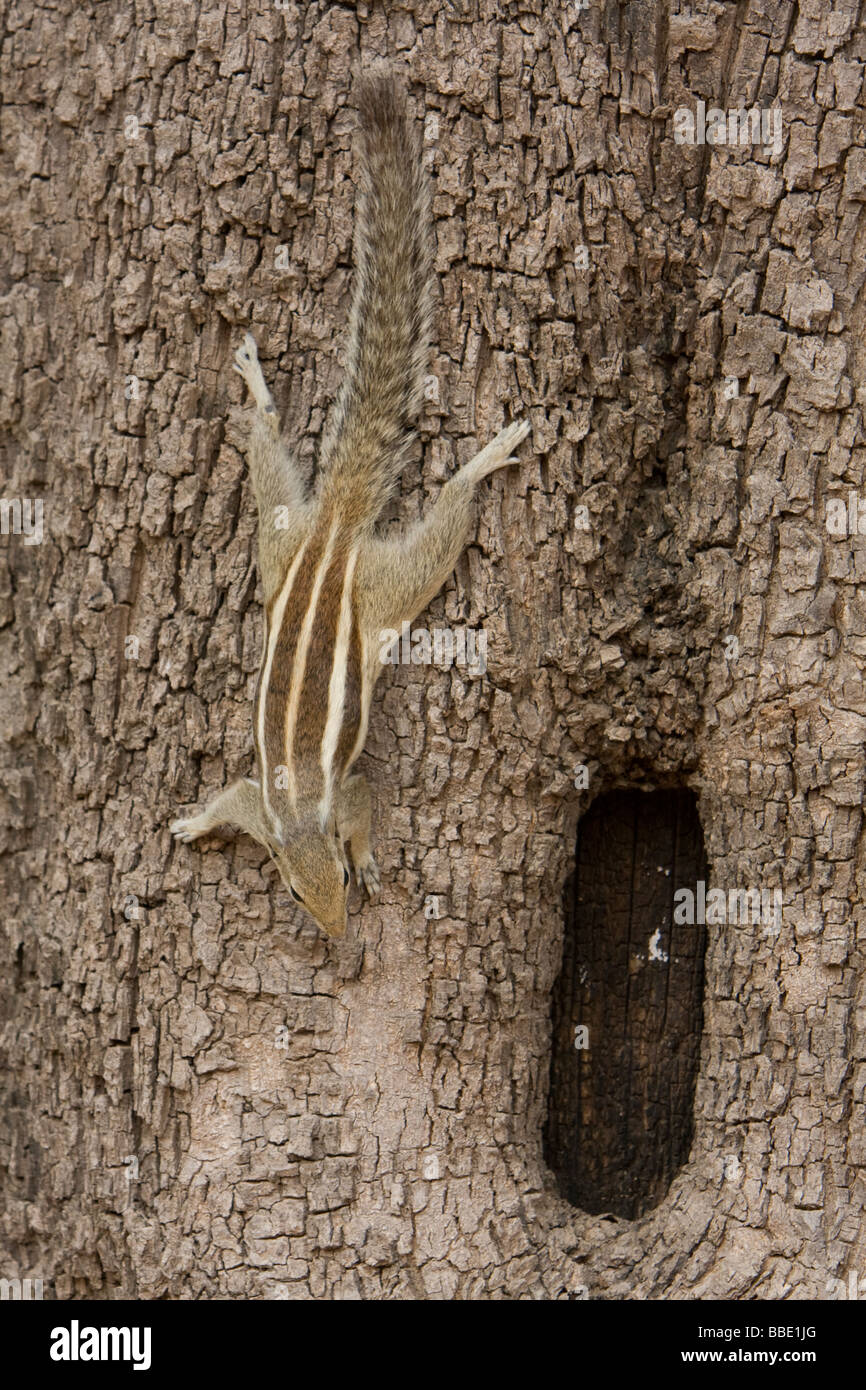 Tre strisce scoiattolo massa Tamias striatus scendendo giù da un lato del tronco con foro, Rajasthan, India Foto Stock