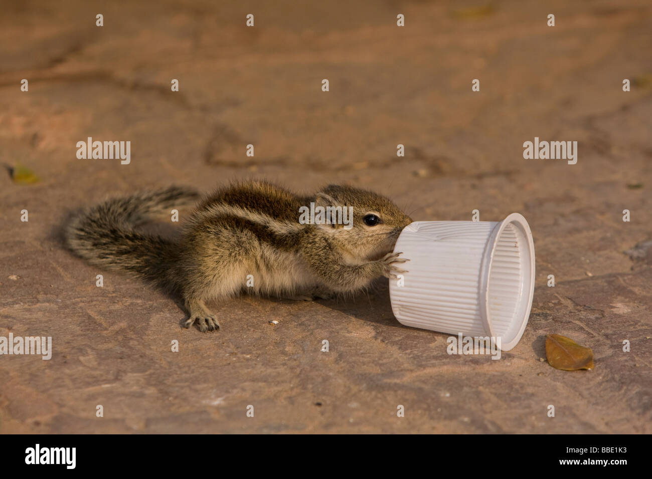 Giovani tre strisce scoiattolo massa Tamias striatus mordere attraverso il lato della tazza di plastica, Rajasthan, India Foto Stock