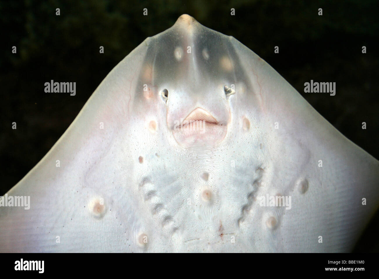 La parte inferiore di Thornback Ray Raja clavata o Thornback Skate Foto Stock