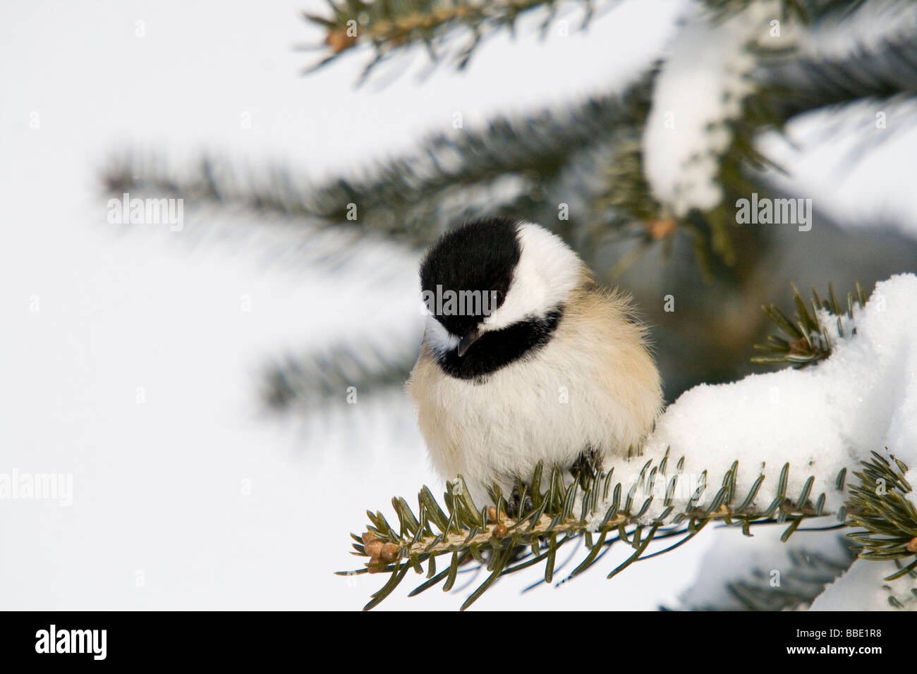 Nero-capped Luisa in inverno Foto Stock