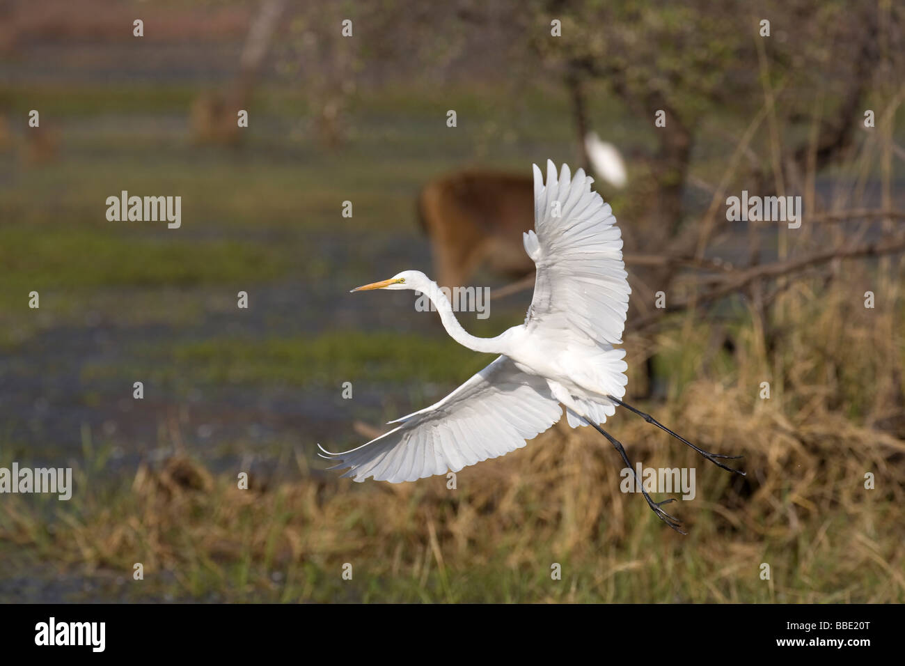 Intermedia Egretta garzetta intermedia proveniente in terra con la vegetazione, cervi e acqua in background, Ranthambore NP, India. Foto Stock