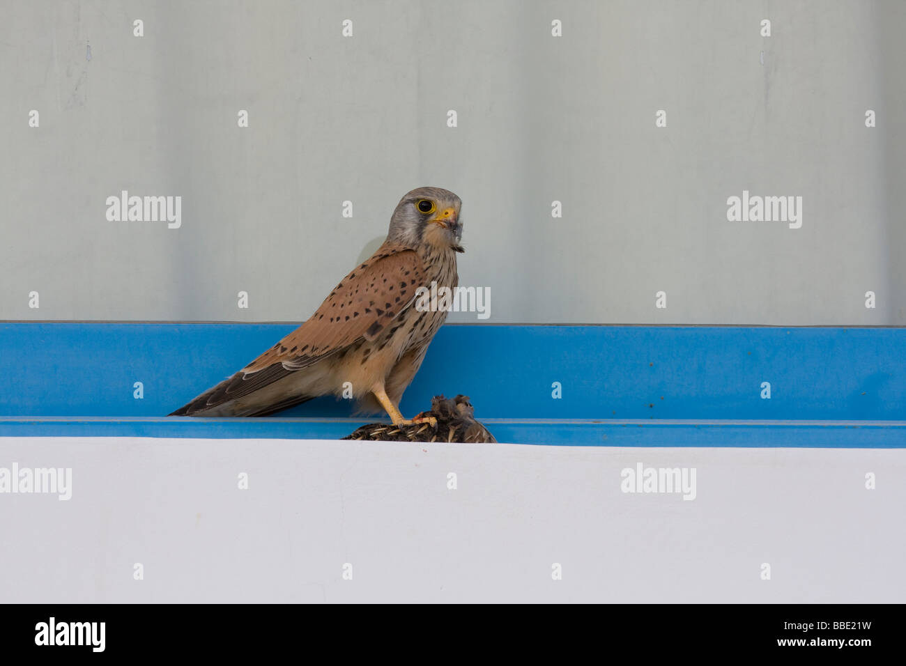 Politica europea comune Gheppio Falco tinnunculus seduto sul davanzale di spiumatura hotel Quaglia Coturnix coturnix, Nabq, Egitto. Foto Stock