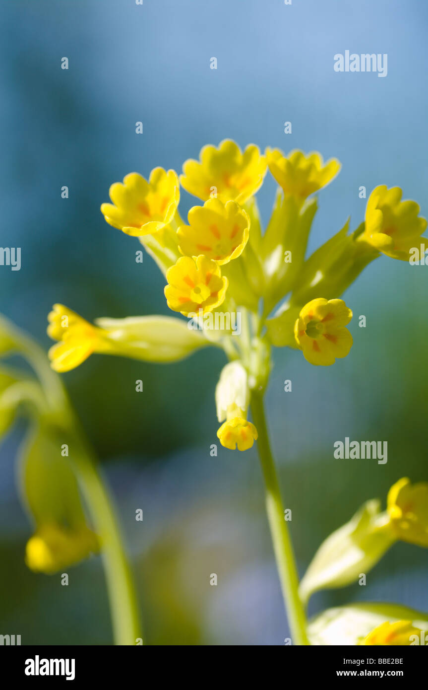 Primo piano di una cowslip Foto Stock